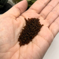 10 or 50 grams Dark Brown Frosted 12/0 Glass Seed Beads, Grade A